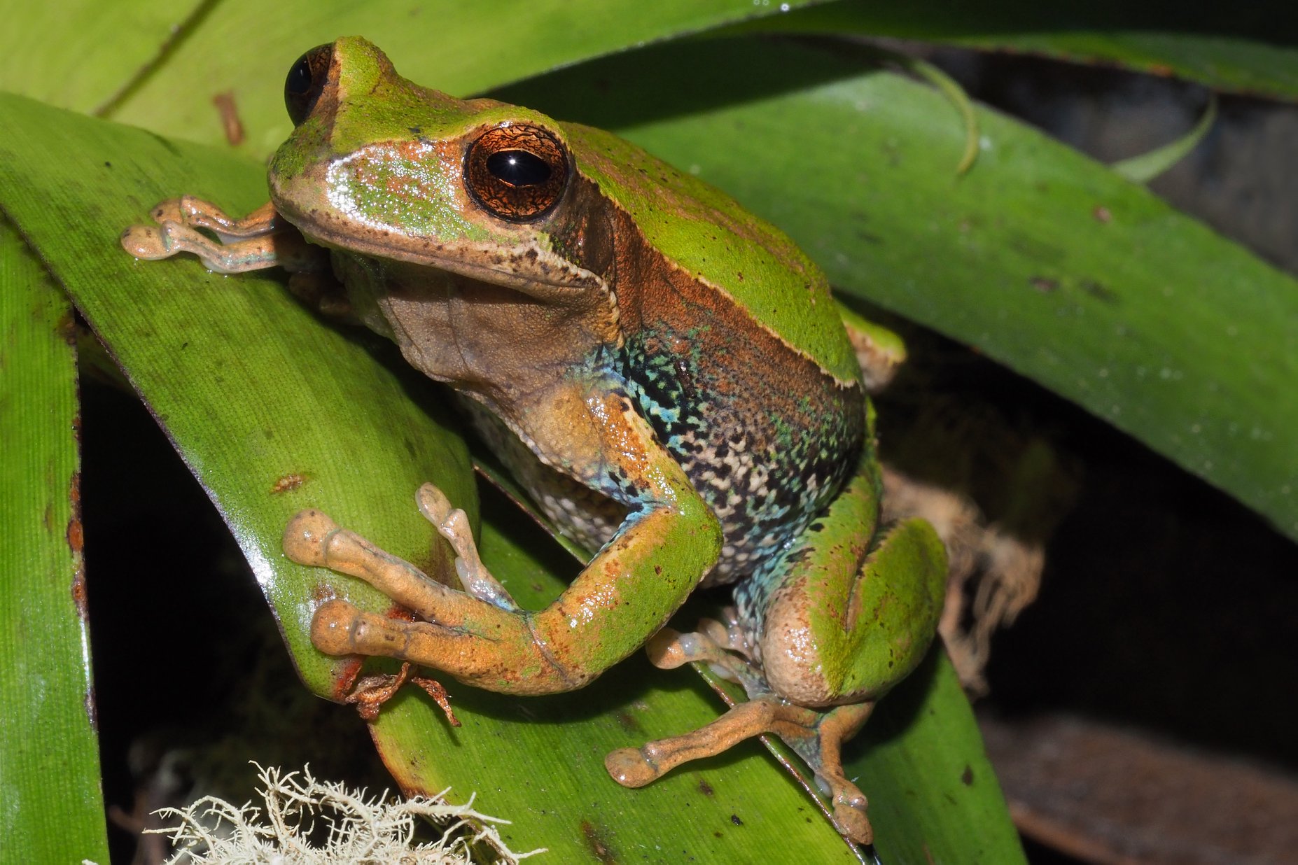 Cuenca será sede del encuentro sobre conservación de anfibios