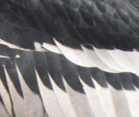 Aves